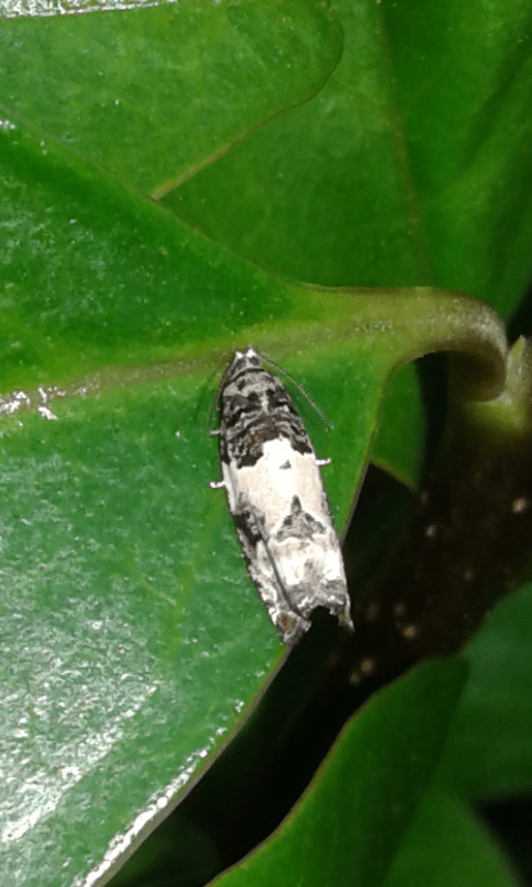 Gypsonoma sociana (Totricidae) ?  S�